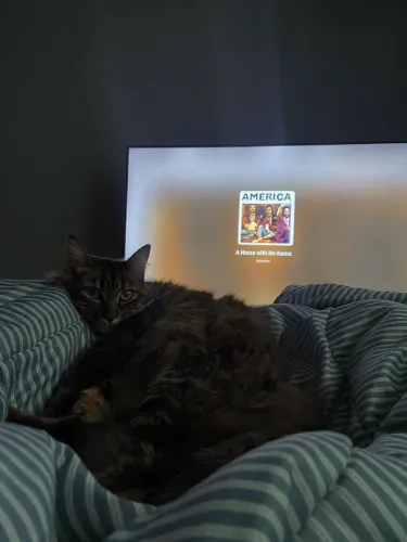 Gata para doação