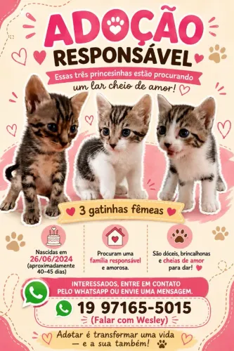 Adote uma gata