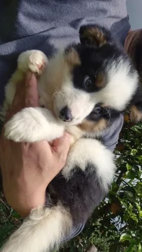 Filhotes de Border Collie
