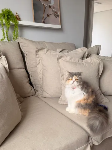 Vendo gata adulta já castrada - Raça Persa