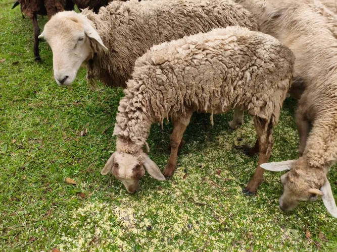Ovelhas carneiro macho