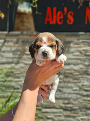 Beagle | Lindos Filhotes
