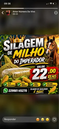 Silagem de milho