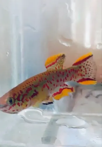 killifish Jos Plateaus