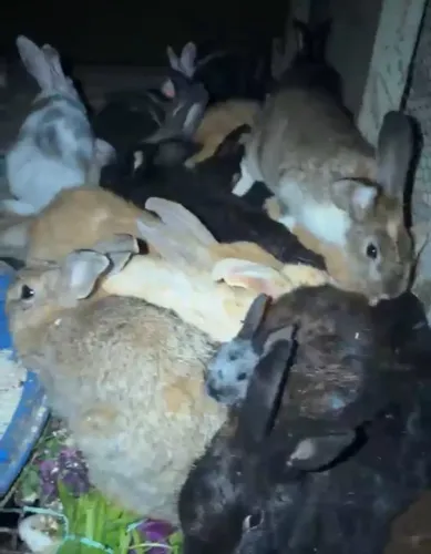 Coelhos