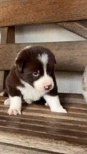 Filhotes de Border collie Machos