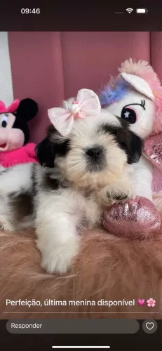 Shihtzu com pedigree