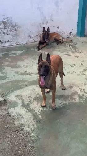 Filhotes de pastor belga malinois 