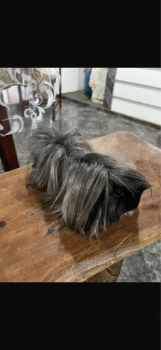 Porquinho da índia peruano