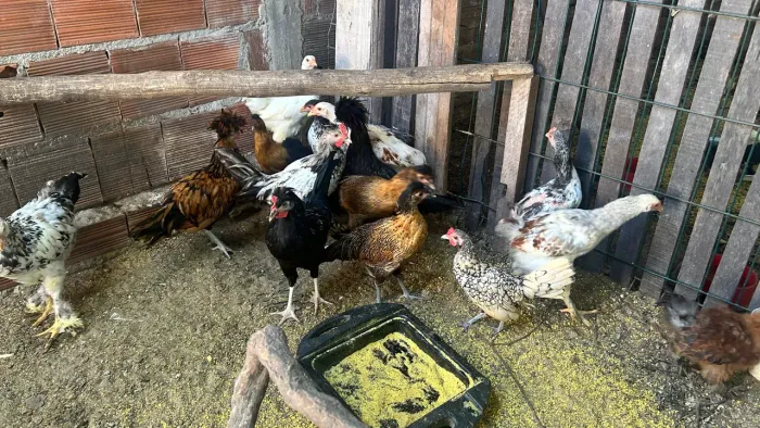 Frangos diversas Raças 