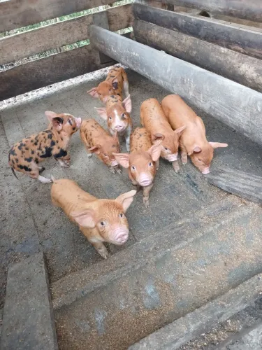 Leitão macau duroc