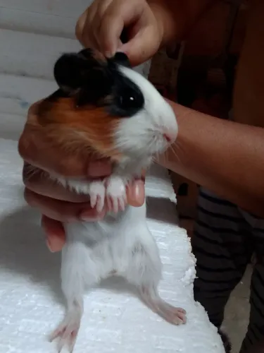 Porquinho da índia 