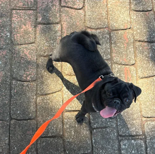 Pug macho- 5 meses
