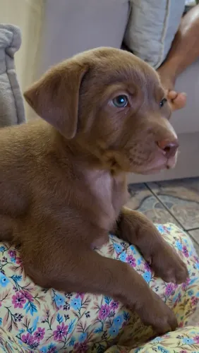 Filhote Mestiço Labrador
