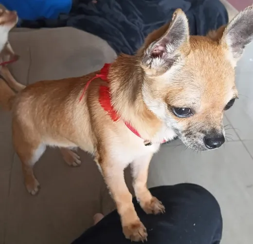Chihuahua macho