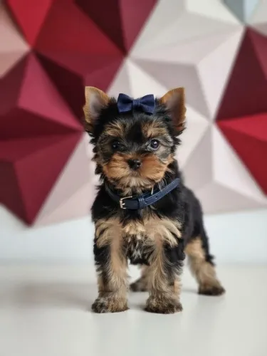 Seu mais novo cãopanheiro está aqui disponível para o seu lar 