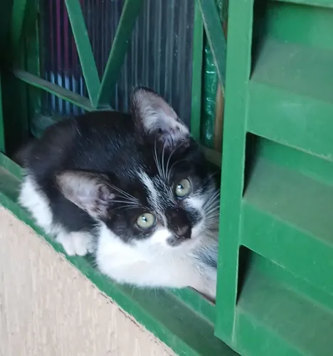 Gatinhos frajolas para adoção.