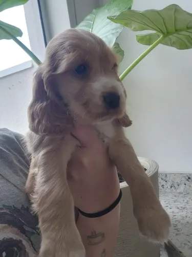 Lindos e Parrudos, Cocker Spaniel Inglês com Pedigree!
