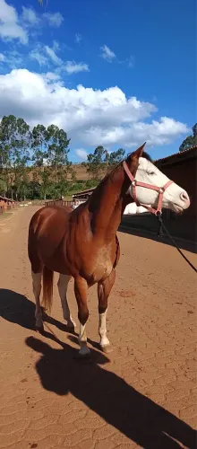 GUNNER LENA?S LV | Filho de Gunner Boy | Finalista em Barretos