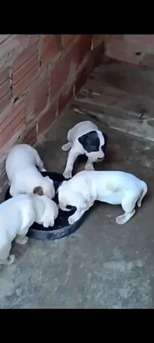 Filhote de Pitbull
