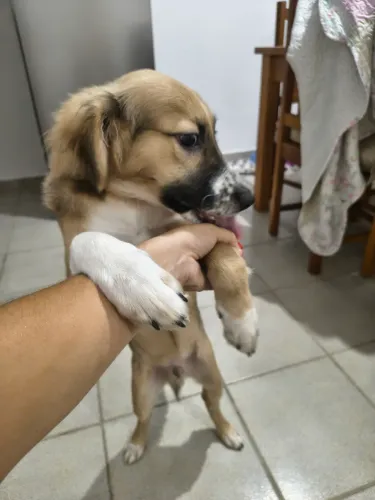 Cachorro filhote doação