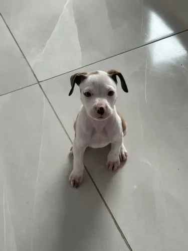 Cachorro