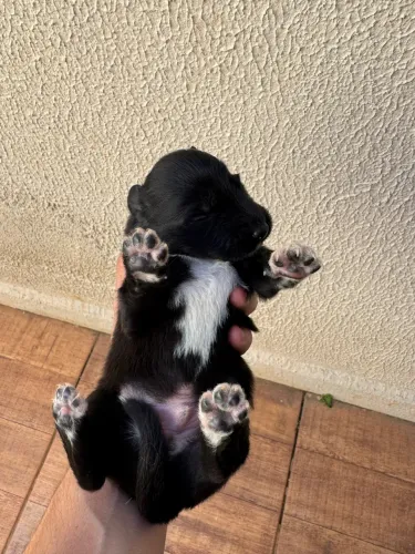 Filhotes de Border Collie