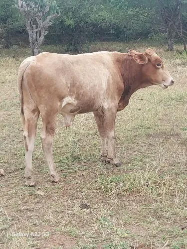 Venho por agropecuária solicitar 