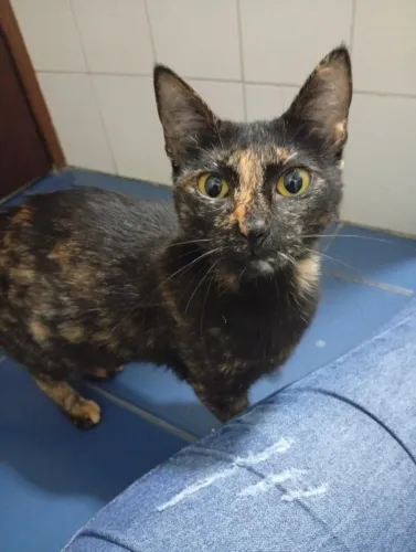 Gatinha doação