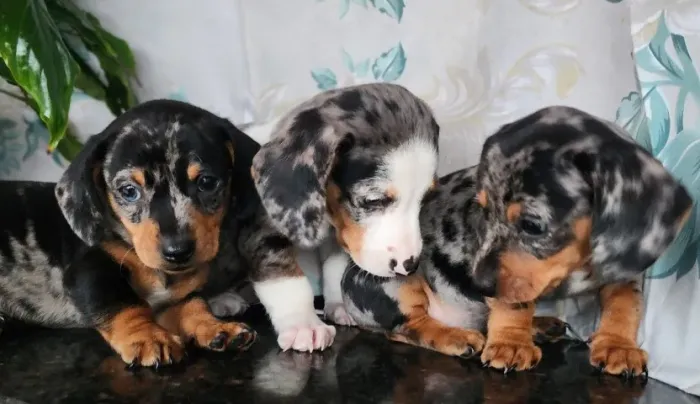 Lindos Filhotes de Teckel com Pedigree!!