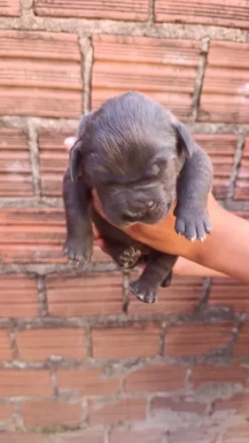 Venda de filhotes de cane corso