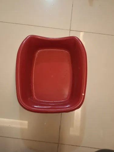 Caixa de areia pra gato filhote