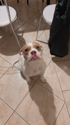 Vendo Pit bul