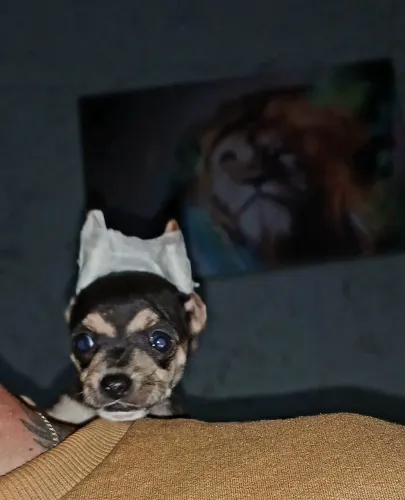 Pinscher puro machinho..