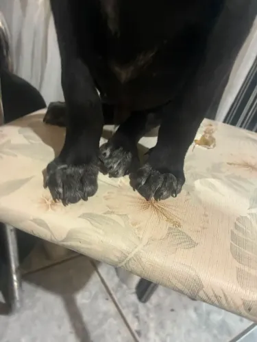 Vendo filhote de dog alemão mixto 