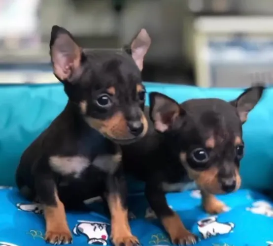 Pinscher ! Puro encanto !!