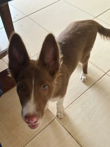 doação de border collie
