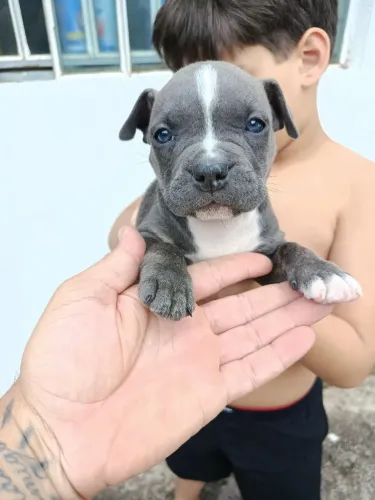 Fêmea de American bully