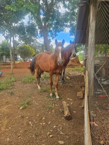 Cavalo