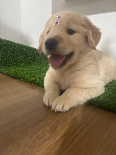 Golden retriever