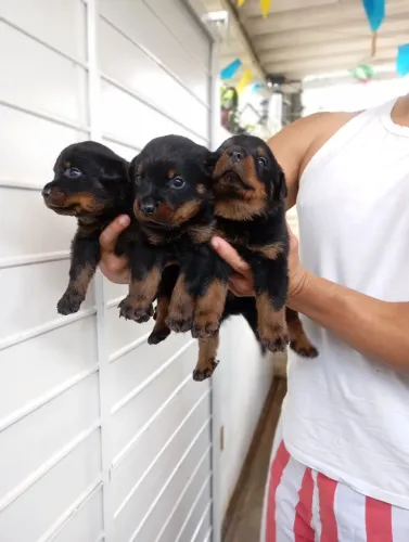 Filhotes de Rottweiler