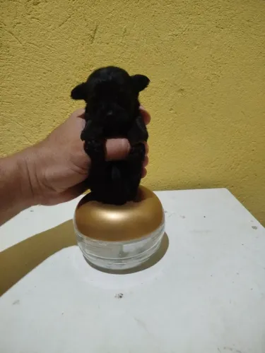 Poodle Toy