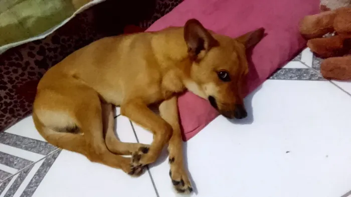 Doação de cachorro 