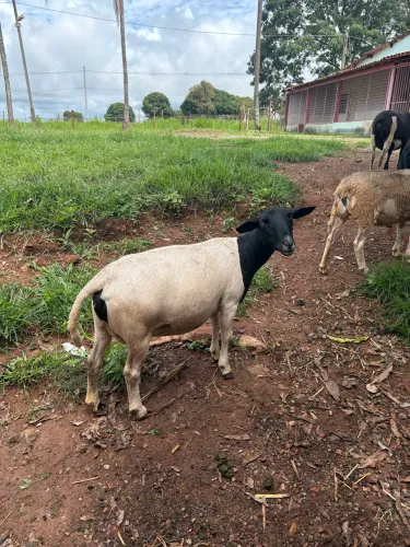 Ovelhas à venda