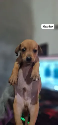 Filho de charro para adoção 
