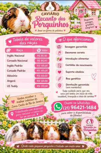 Porquinho da índia 