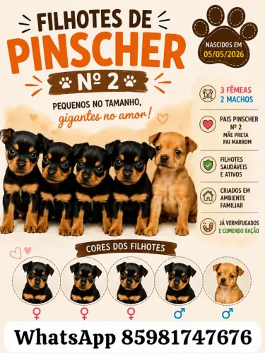 ? FILHOTES DE PINSCHER Nº 2 DISPONÍVEIS ?