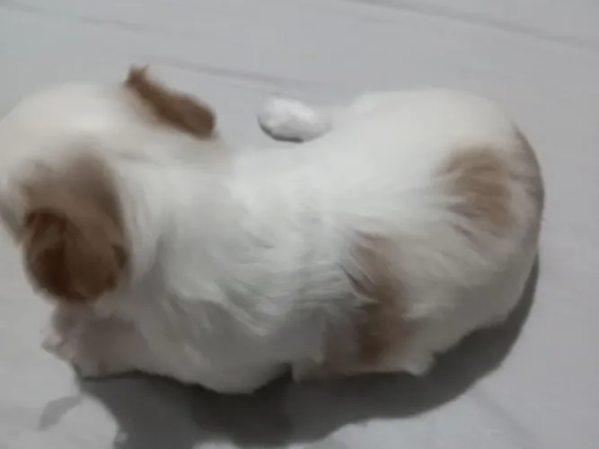SHIH TZU FILHOTE