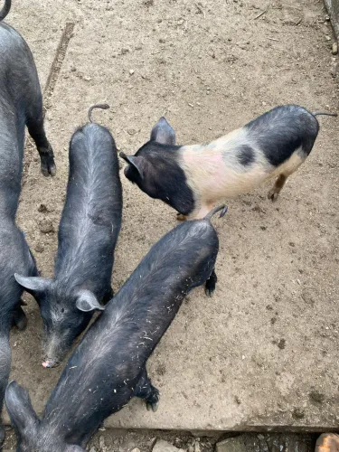 Vendo leitão