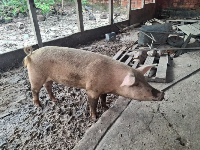 Vendo matriz de 2 cria 